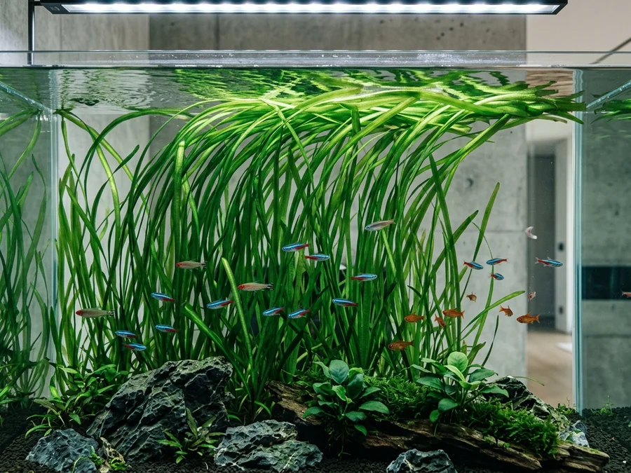 Vallisneria creating a green background curtain of ribbon-like leaves with neon tetras
